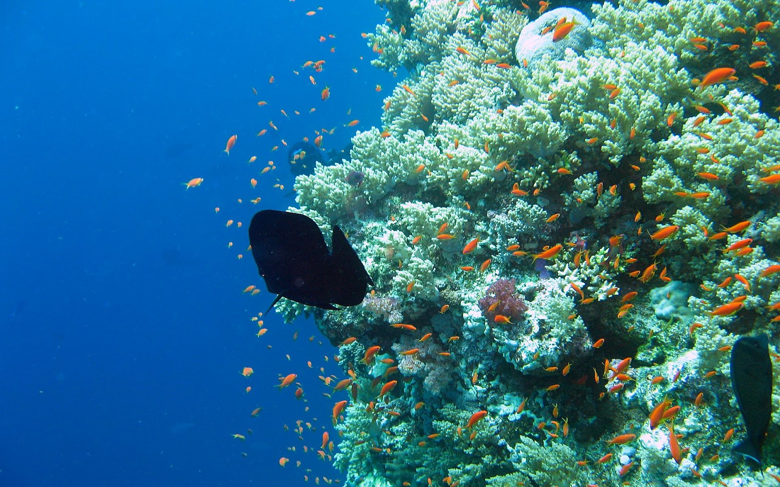 Aquarium Animated Wallpapers